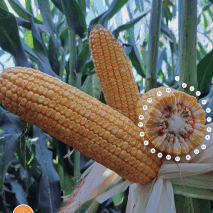 ზაპოტეკი სიმინდის სათესლე მასალა