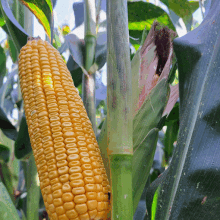 იზლი სიმინდის სათესლე მასალა