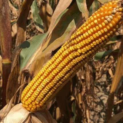 კოლონია სიმინდის სათესლე მასალა